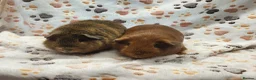 Guinea Pig rodents for sale: Bonded Boys - Advert 3
