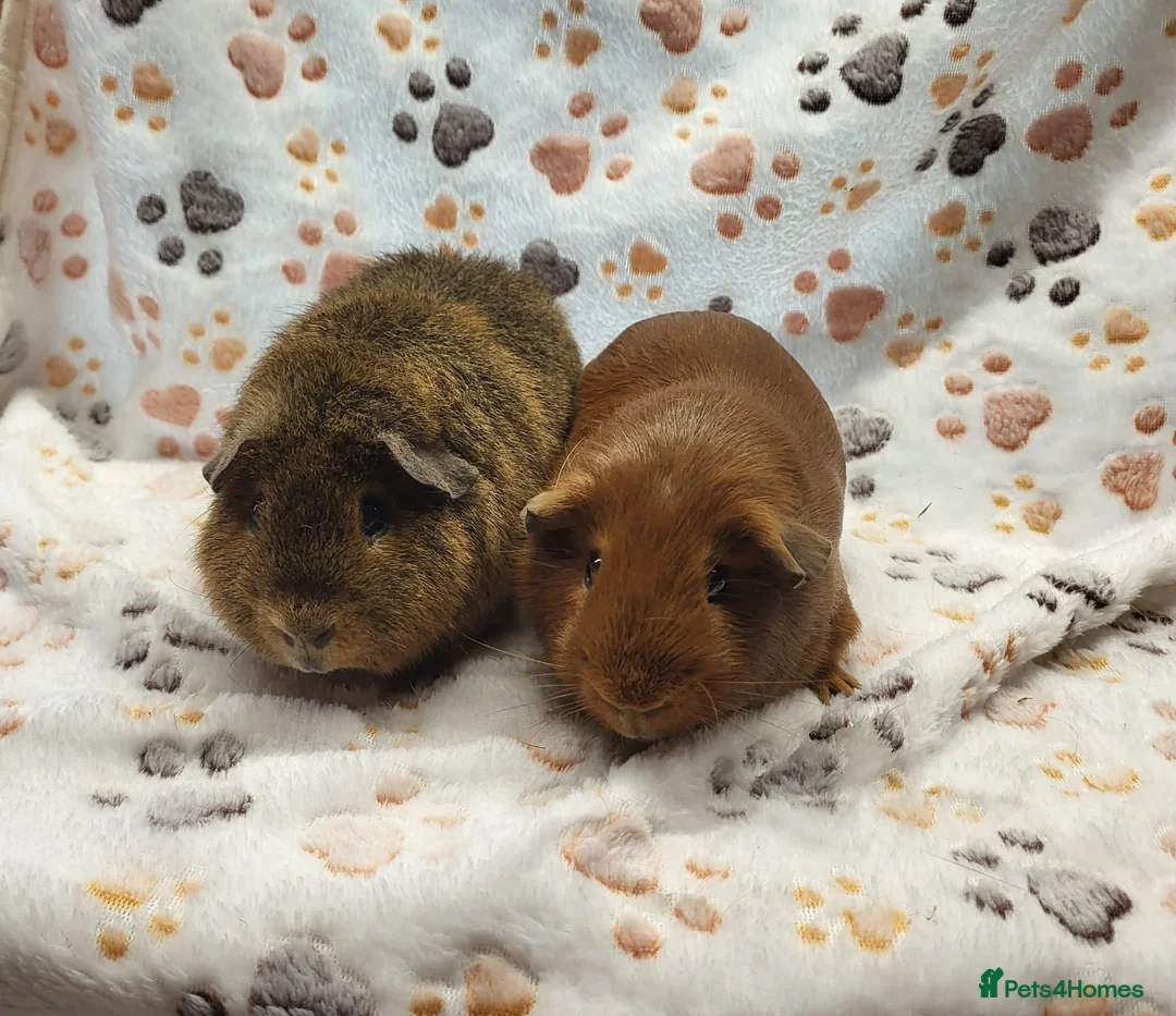 Guinea Pig rodents for sale: Bonded Boys - Advert 3