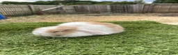 Continental Giant rabbits for sale: Purebred mini lops - Advert 4