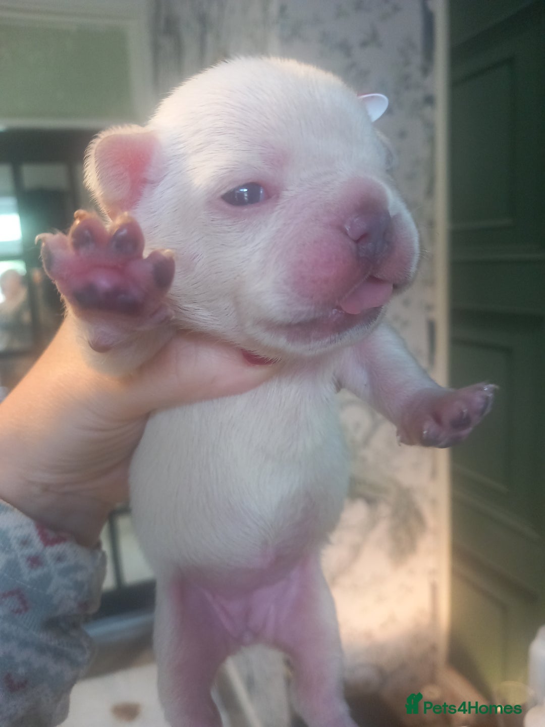 French Bulldog dogs for sale: French bulldog pups  - Image 14