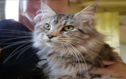 Maine Coon cats for sale: Maine Coon x siberian - Image 14