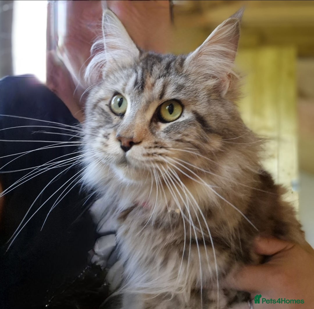 Maine Coon cats for sale: Maine Coon x siberian - Image 14