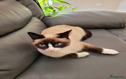Siamese cats for sale: Siamese/Ragdoll - Image 5