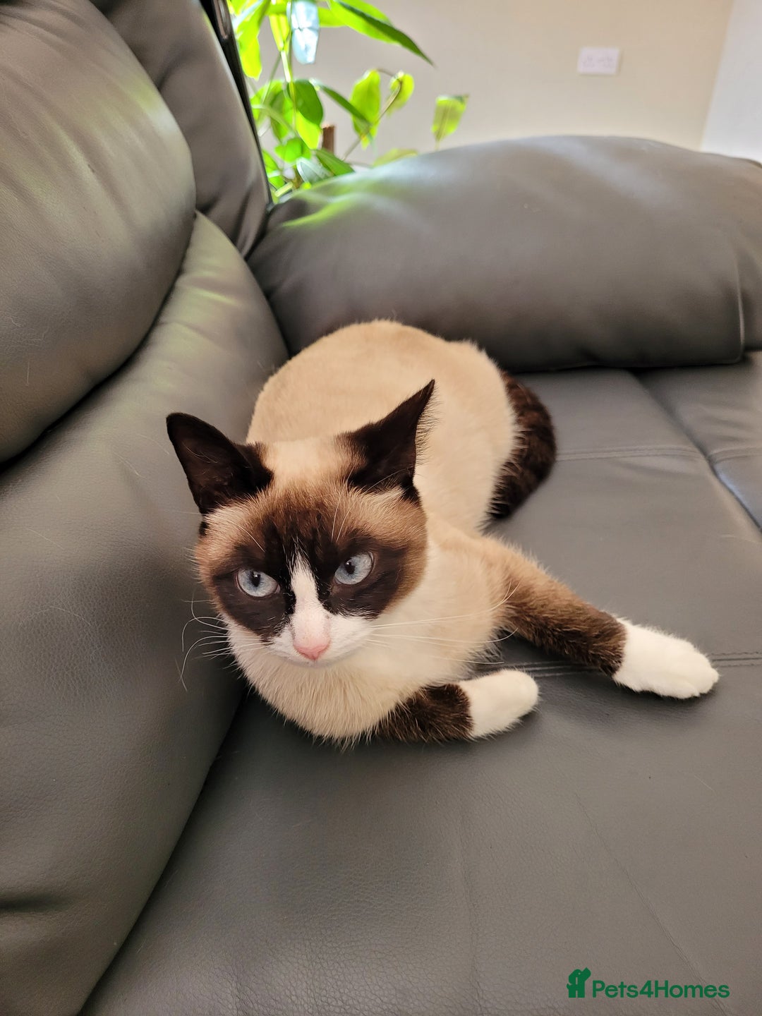 Siamese cats for sale: Siamese/Ragdoll - Image 5