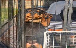 Rottweiler dogs for sale: Chunky Rottweiler puppy  - Image 5