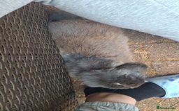 Mini Lop rabbits for sale: Male Mini Lop Rabbit with Hutch and accessories - Image 2