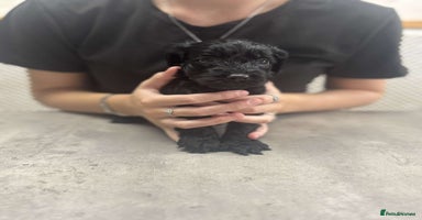 Cockapoo dogs - Advert 2