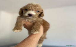 Cockapoo dogs for sale: Cockapoo puppies  - Image 23