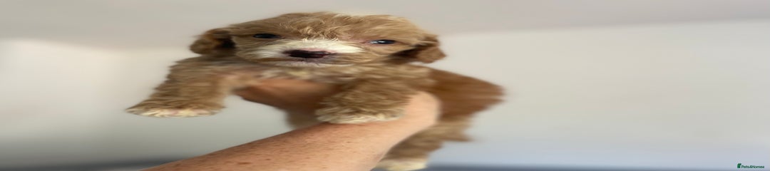 Cockapoo Puppy 1