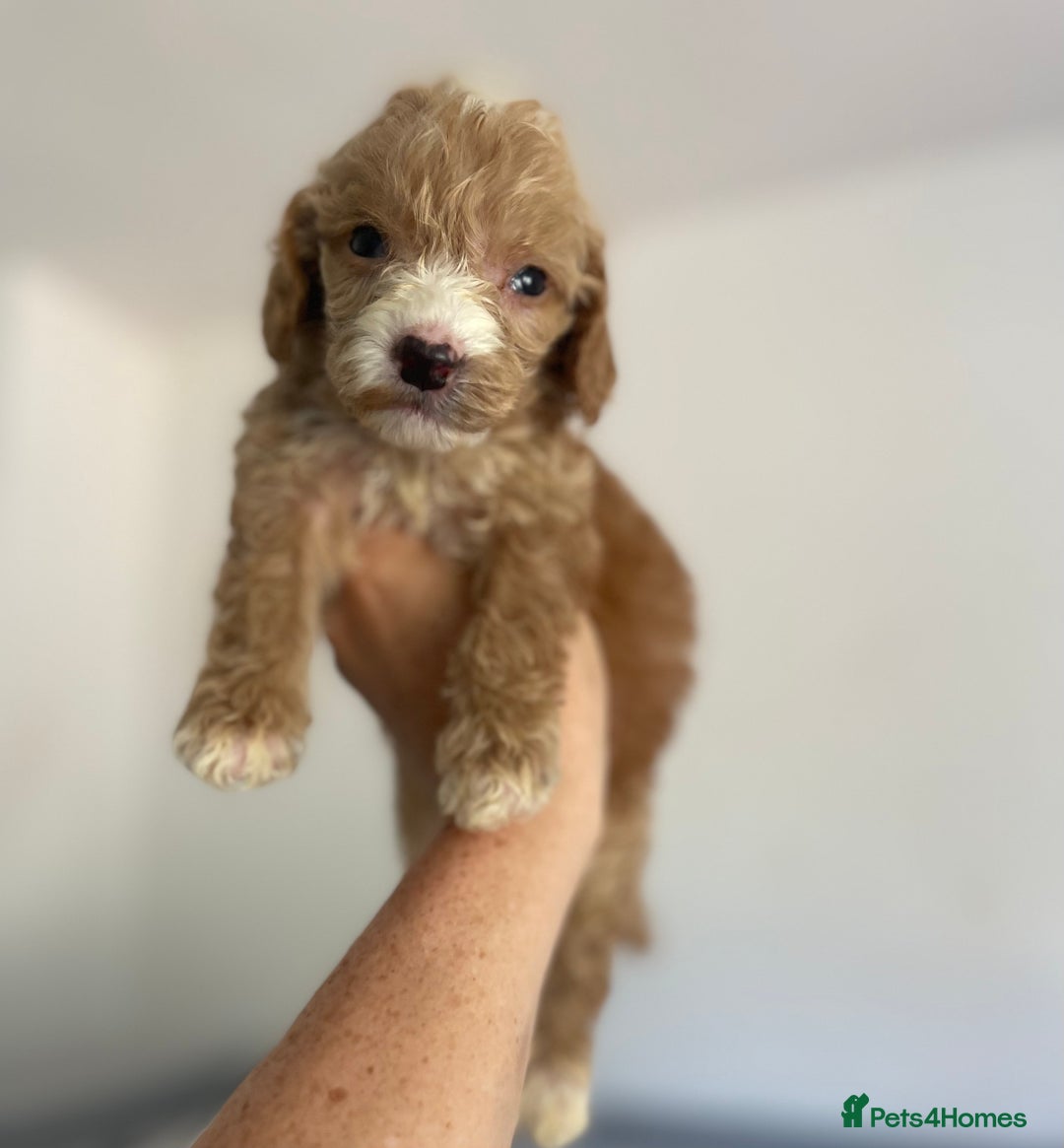 Cockapoo dogs for sale: Cockapoo puppies  - Image 23