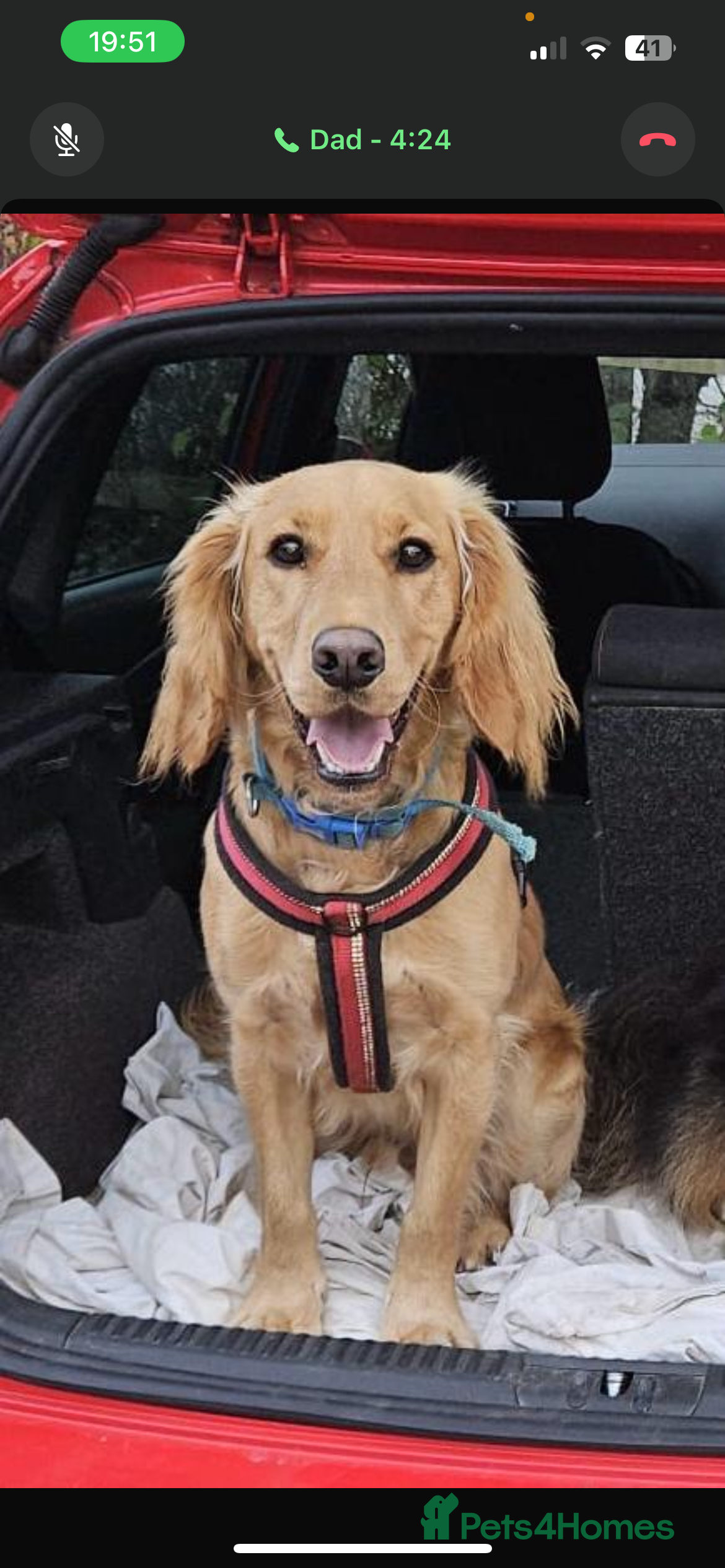 Cocker Spaniel dogs Dog for sale - Advert 6