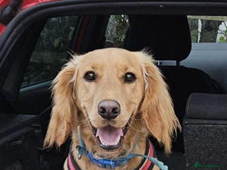 Cocker Spaniel dogs Dog for sale - Advert 8