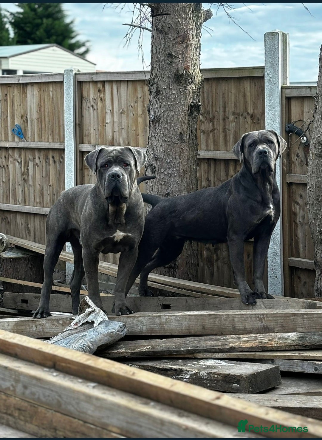 Cane Corso dogs for sale: Male Cane corso  - Image 4