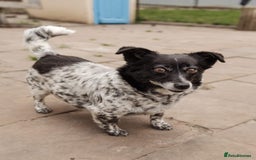 Mixed Breed dogs for adoption: 💖🐶 LYRA 🐶💖 - Image 9