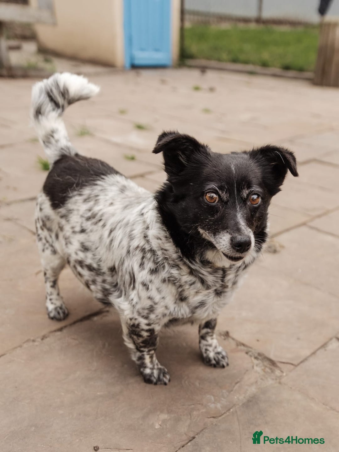 Mixed Breed dogs for adoption: 💖🐶 LYRA 🐶💖 - Image 9