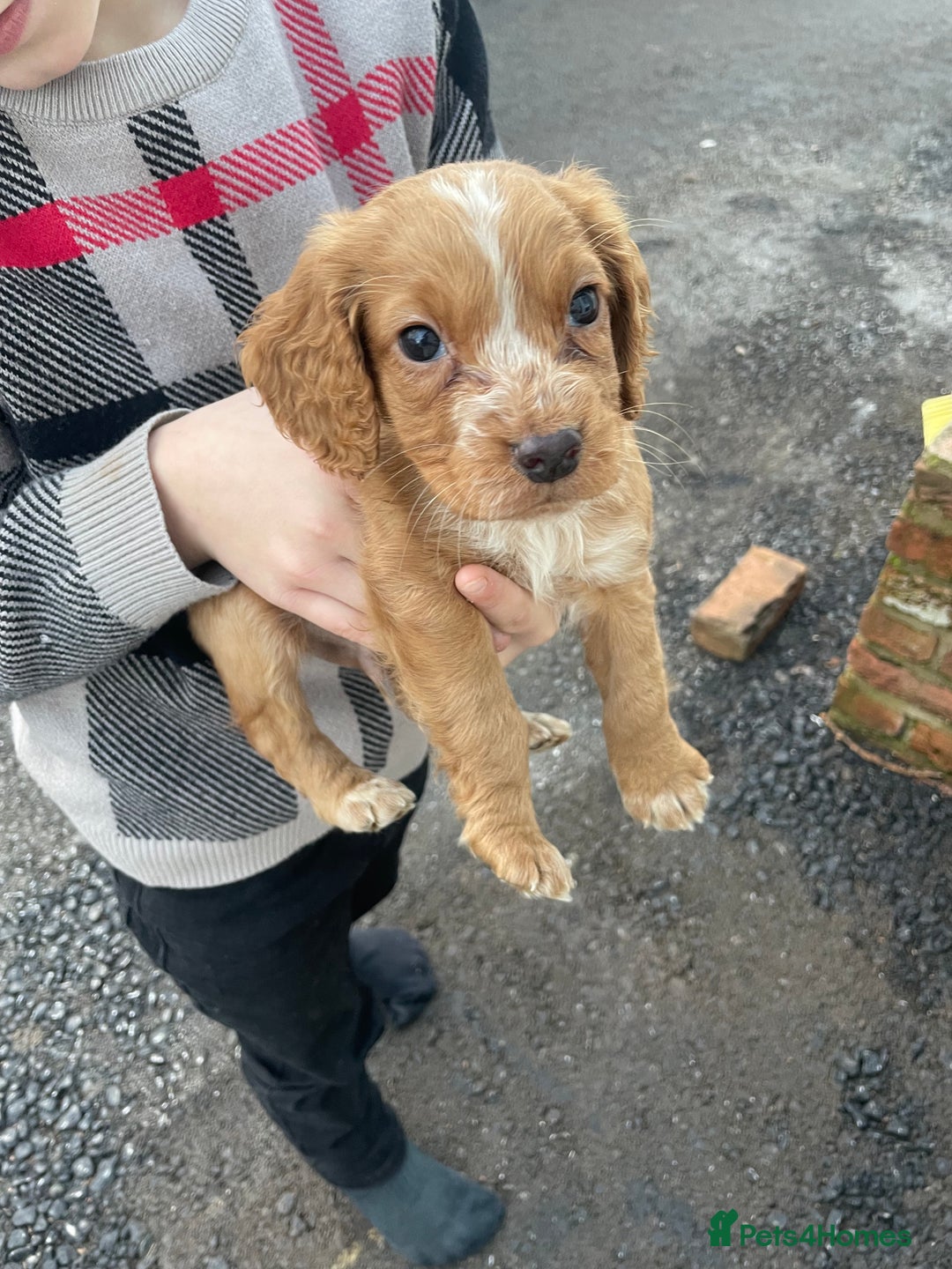 Cocker Spaniel dogs for sale: Cocker spaniel puppies for sale 9 weeks old - Advert 1