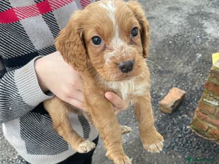 Cocker Spaniel dogs Cocker spaniel puppies for sale 9 weeks old - Advert 18