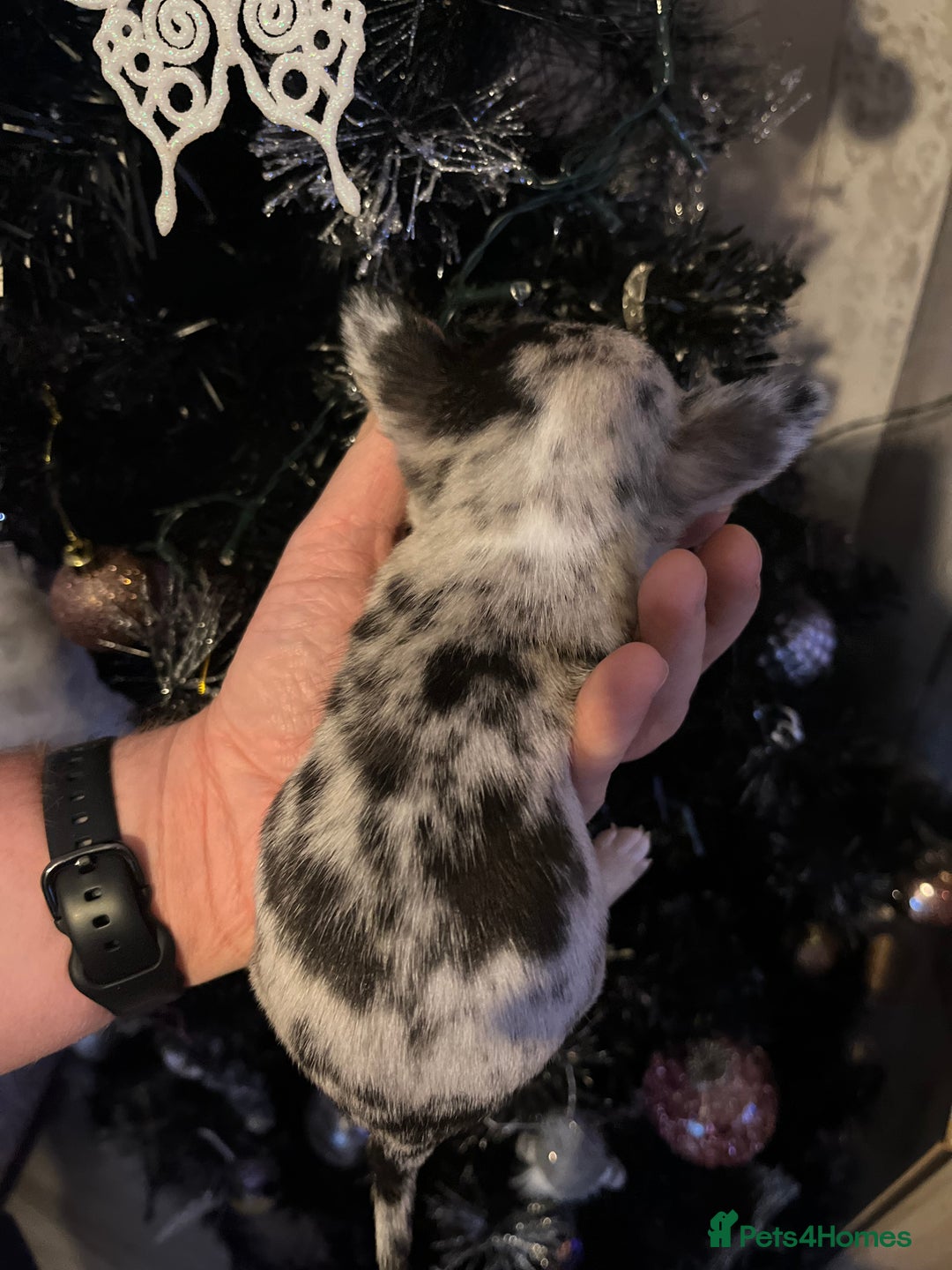 Chihuahua dogs for sale: Chihuahua puppys - Advert 6