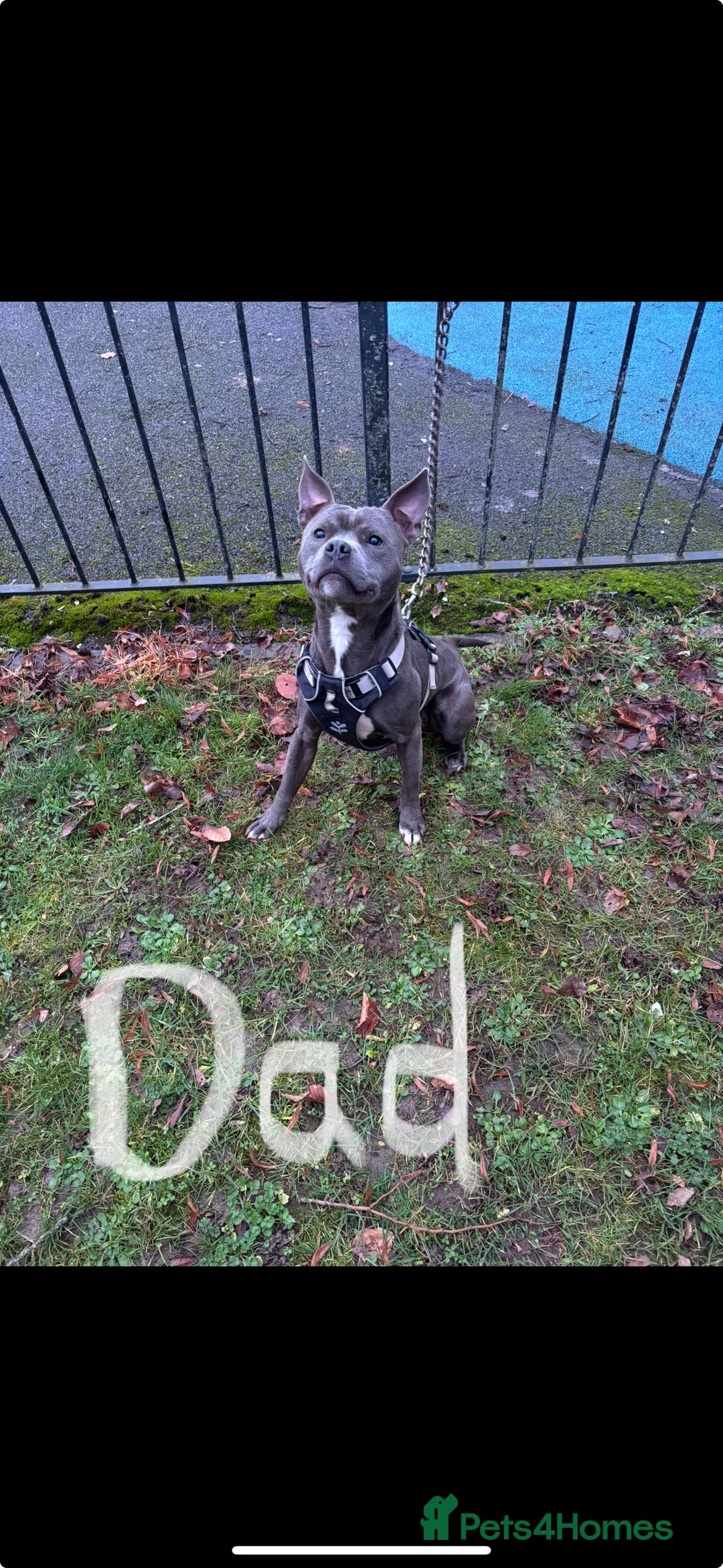 Mixed Breed dogs for sale: 4 American bulldog/staffy pups  - Advert 2