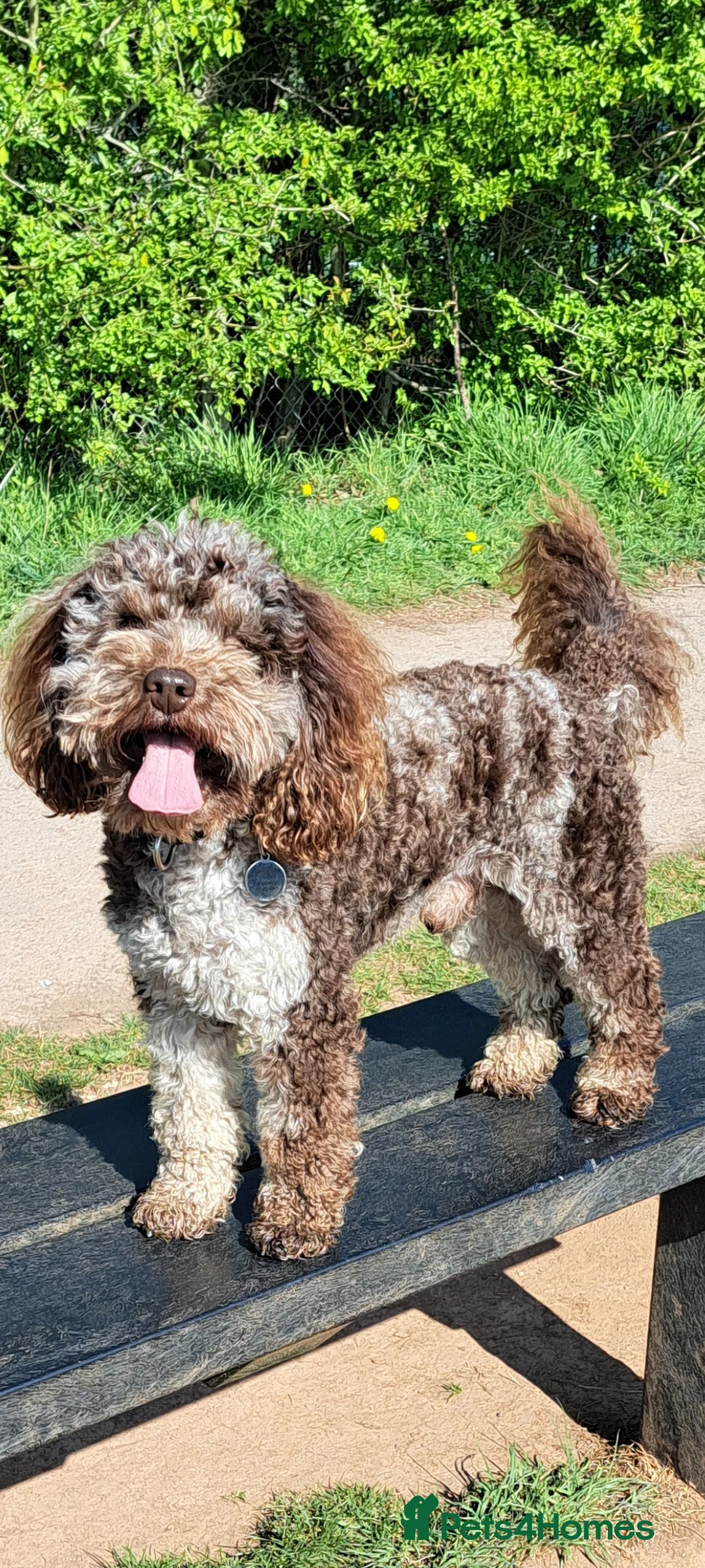 Poodle dogs for stud: Cockapoo stud chocolate merle  in Bristol - Advert 12