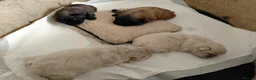 Pekingese dogs for sale: KC registered Pekingese puppy's  - Advert 9