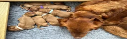 Golden Retriever dogs for sale: KC Red Coat Working Line Golden Retriever Puppies in Bath - Advert 8