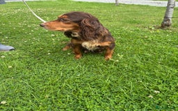 Cockapoo dogs for sale: 🩵💗OUTSTANDING F1 COCKAPOOS💓🩵 - Image 10