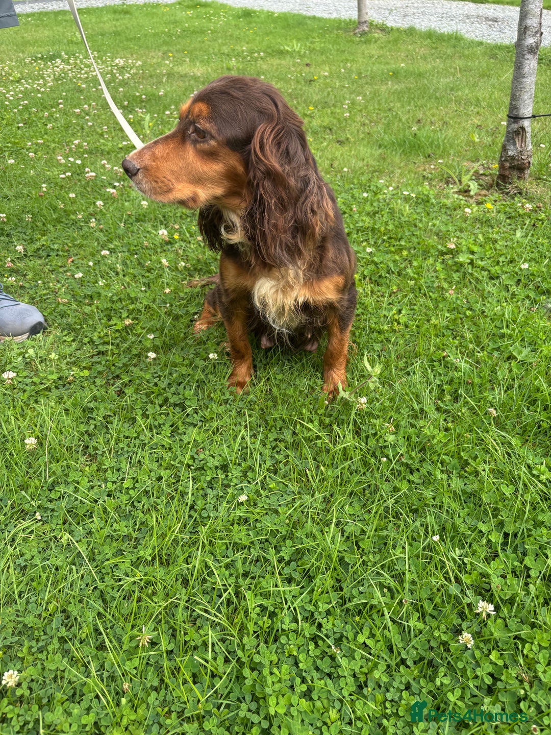 Cockapoo dogs for sale: 🩵💗OUTSTANDING F1 COCKAPOOS💓🩵 - Image 10