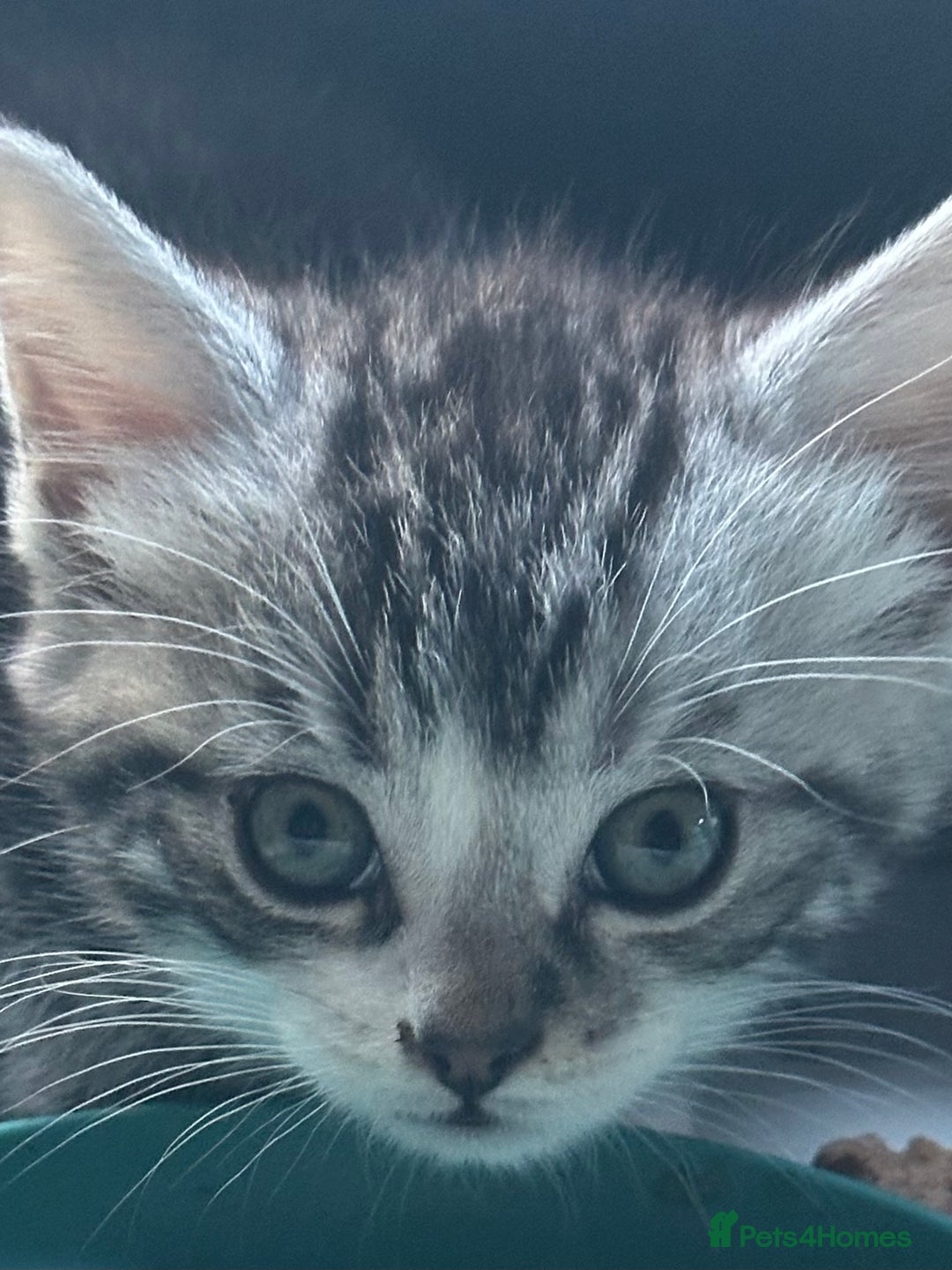 Mixed Breed cats for sale: Stunning fluffy and short haired ready now  - Image 14