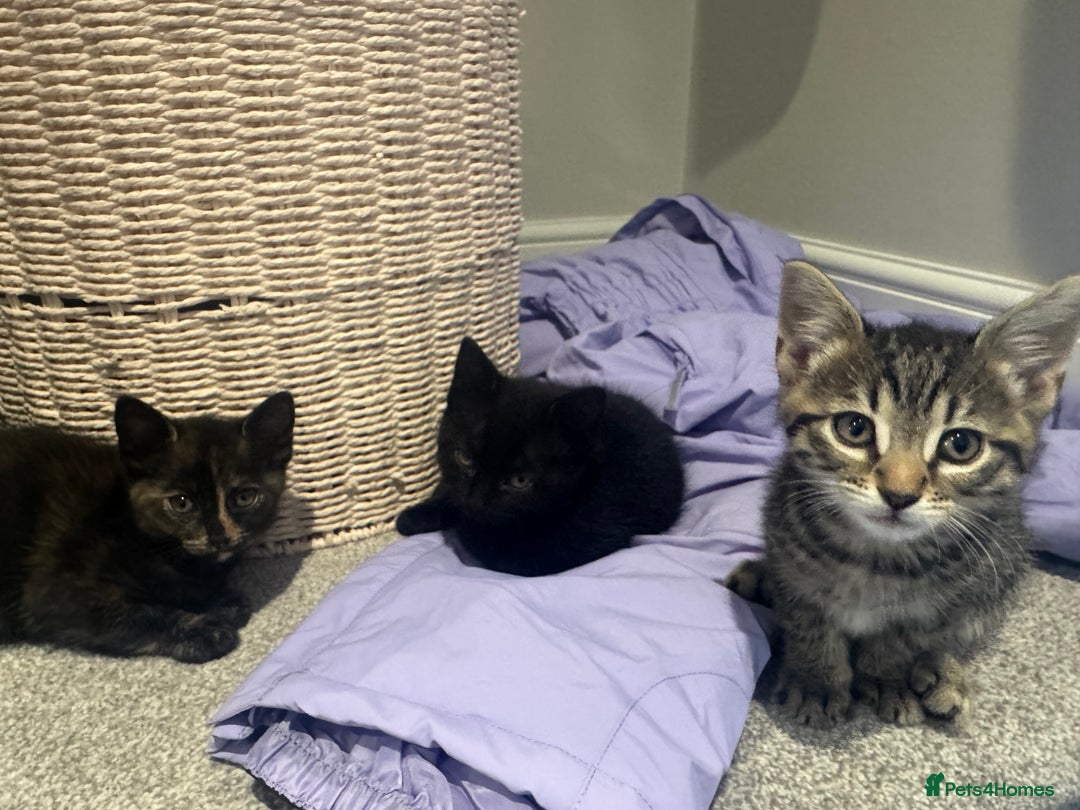 Mixed Breed cats for sale: Beautiful, well loved kittens for forever homes  - Advert 4