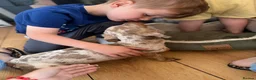 Miniature Dachshund dogs for sale: Merlin  in Wakefield - Advert 3