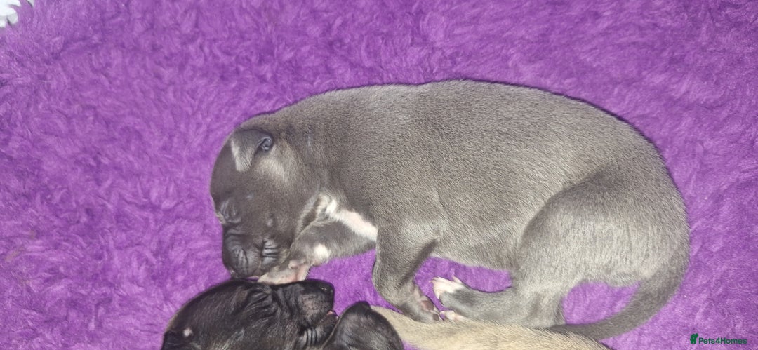 Whippet dogs for sale: 3/4 Whippet 1/4 Italian greyhound  - Image 7