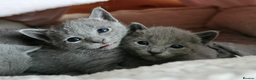 Russian Blue cats for sale: Very well socialised russian-Blues get urs now - Advert 1