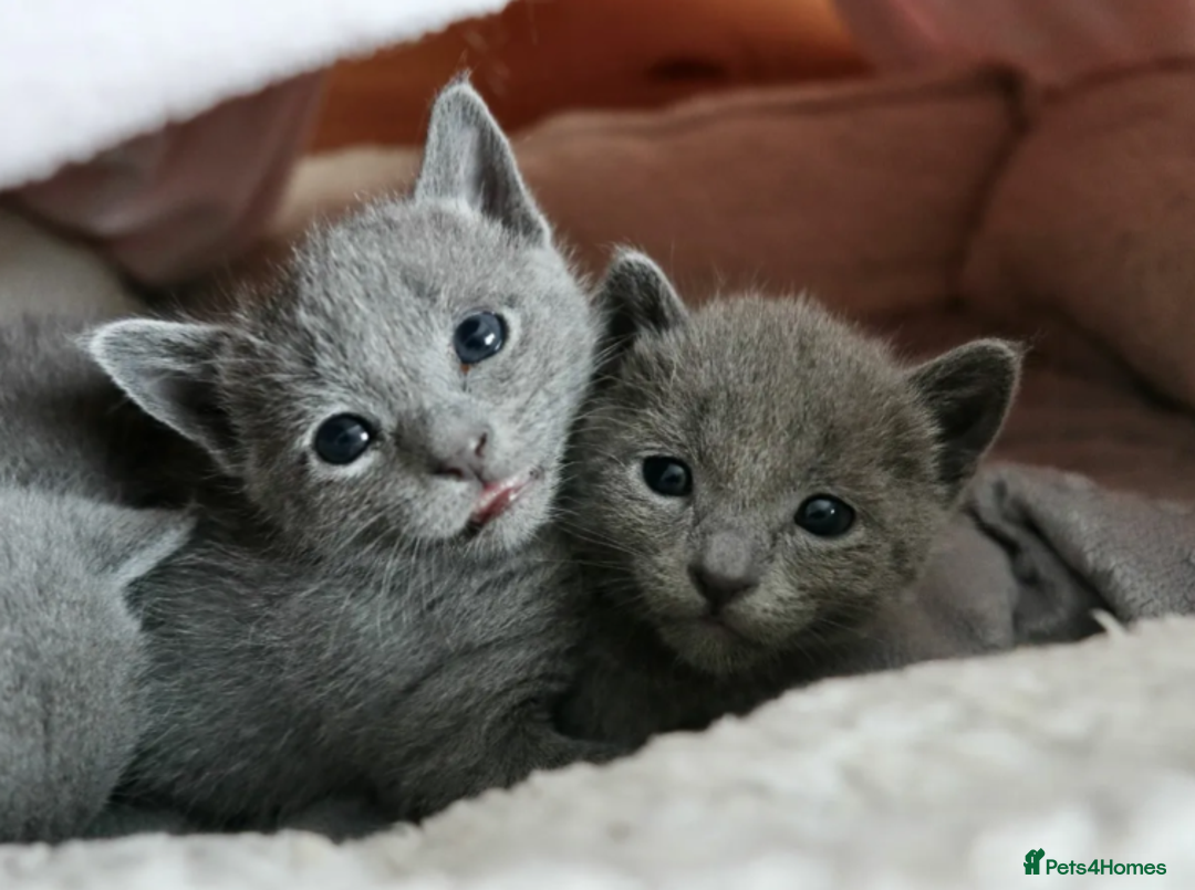 Russian Blue cats for sale: Very well socialised russian-Blues get urs now - Advert 1