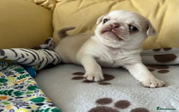 Pug dogs for sale: 1 gorgeous pug boy  - Image 2