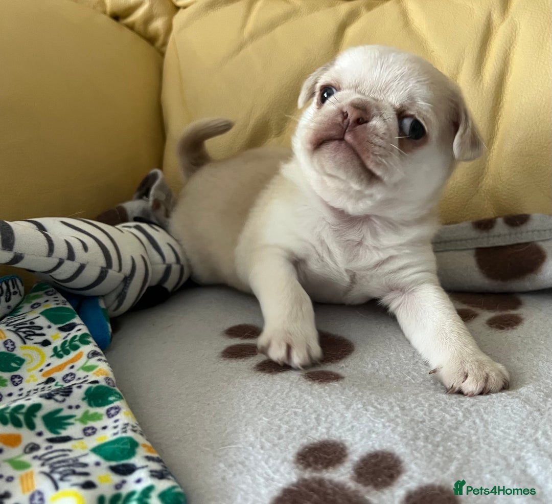 Pug dogs for sale: 1 gorgeous pug boy  - Image 2