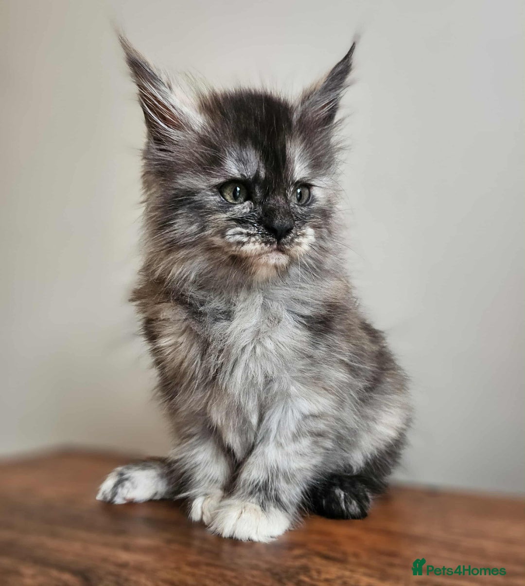 Maine Coon cats for sale: XXL Champion Line Maine Coons – Rare, Very Fluffy! - Advert 16
