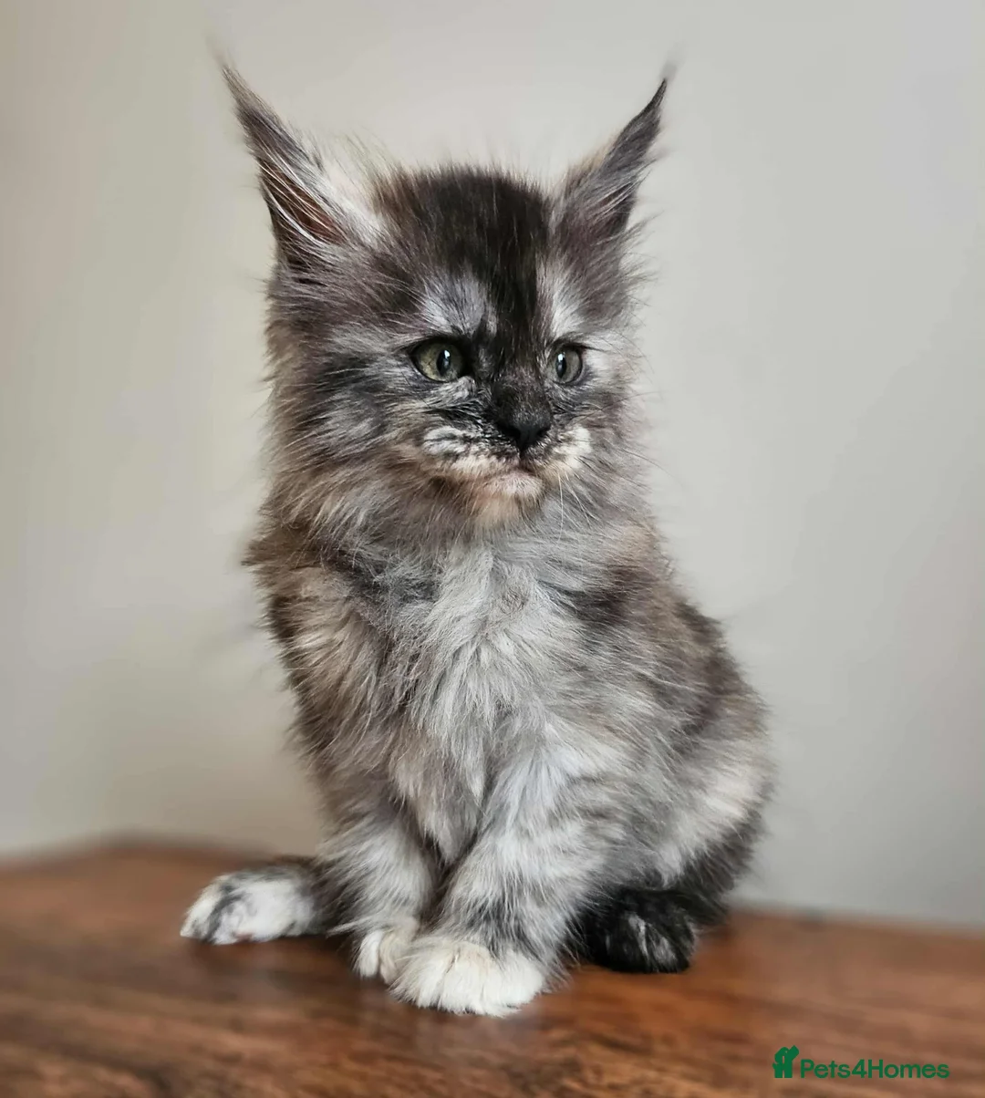 Maine Coon cats for sale: XXL Champion Line Maine Coons – Rare, Very Fluffy! - Advert 22