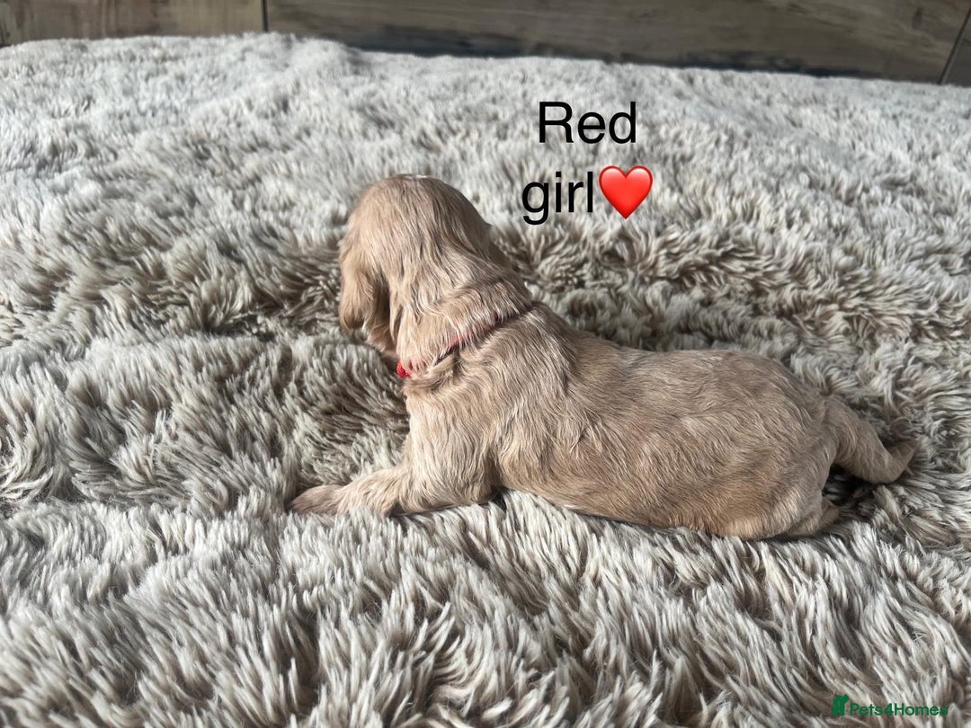 Cockapoo dogs for sale: ⭐️F1B cockapoo puppies⭐️ - Image 15