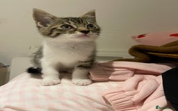 British Longhair cats for sale: 2 ADORABLE FLUFFY BRITISH LONGHAIR KITTENS LEFT!!! - Image 14