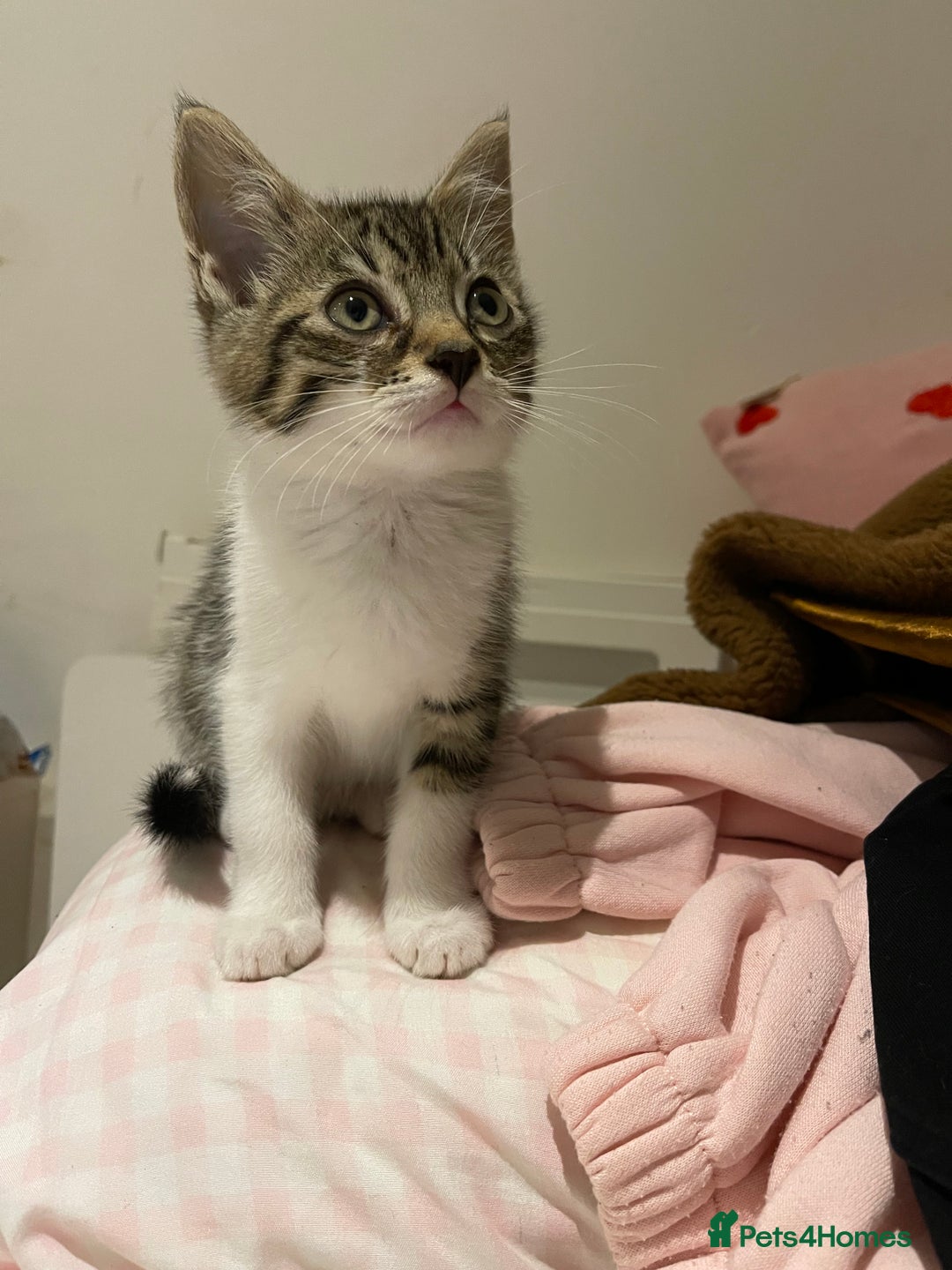 British Longhair cats for sale: 2 ADORABLE FLUFFY BRITISH LONGHAIR KITTENS LEFT!!! - Image 14