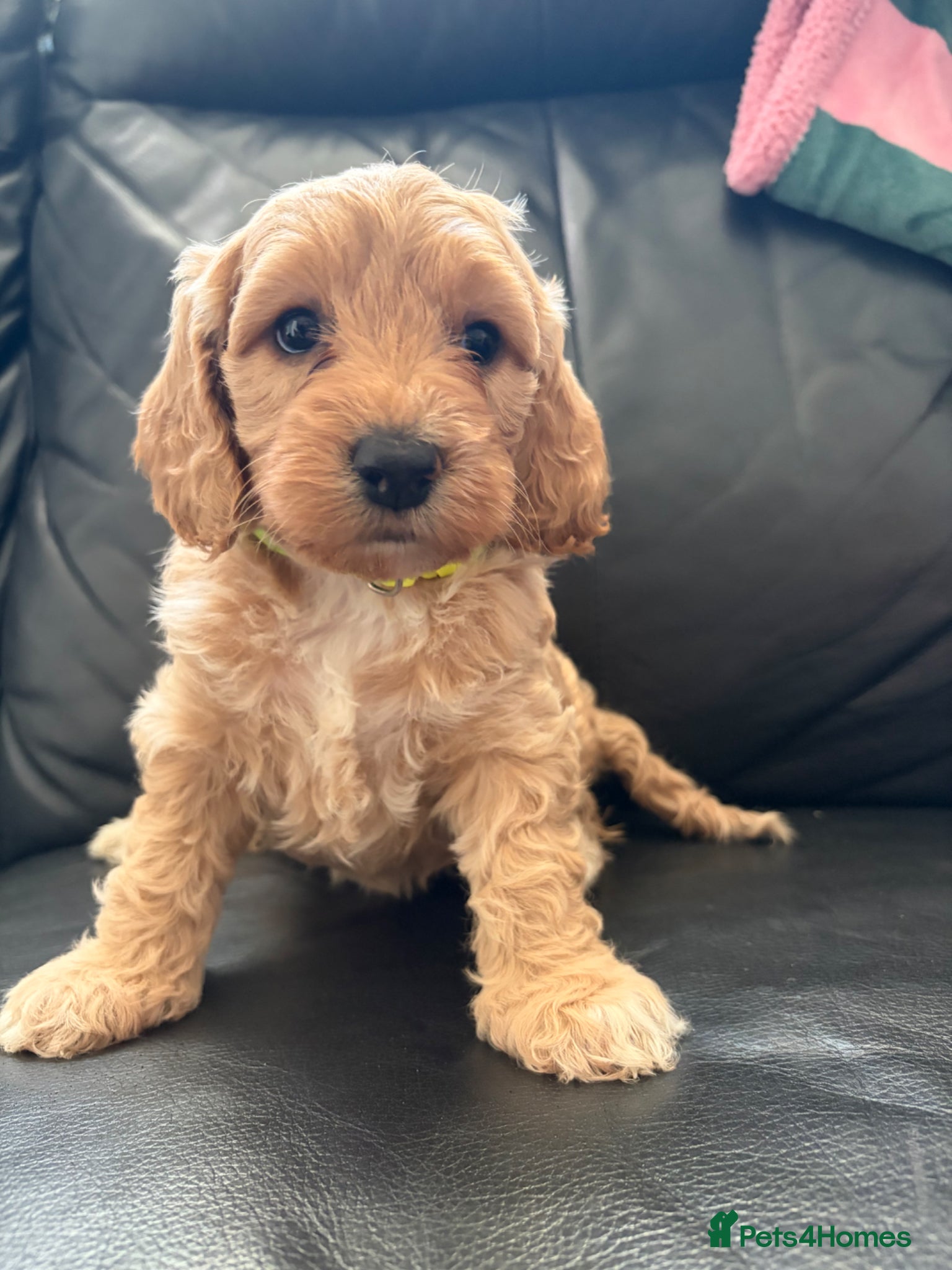 Cockapoo dogs 🐾🐶1 Beautiful F1 Cockapoo Puppy Remaining 🐶🐾 - Advert 17