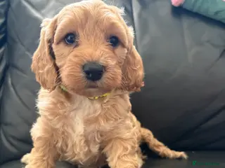 Cockapoo dogs 🐾🐶1 Beautiful F1 Cockapoo Puppy Remaining 🐶🐾 - Advert 17