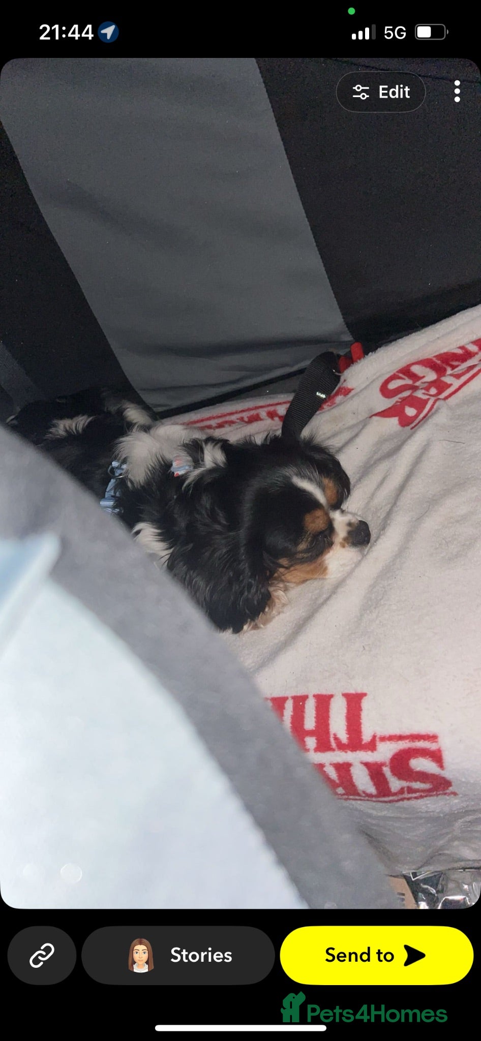 Cavalier King Charles Spaniel dogs Female cavalier King Charles  - Advert 3