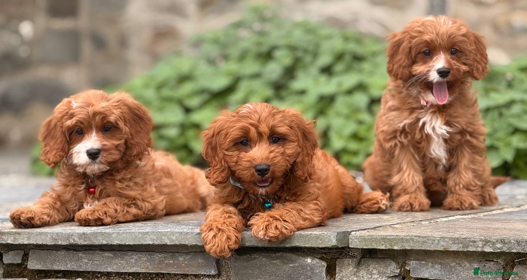 Cavapoo dogs for sale: Outstanding litter of deep red cavapoos - Image 12