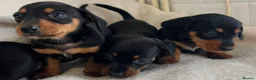 Dachshund dogs for sale: 🩷 Dachshund Puppies 💙 - Advert 13
