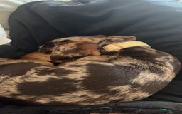 Miniature Dachshund dogs for sale: 10 month miniature dachshund  - Image 3