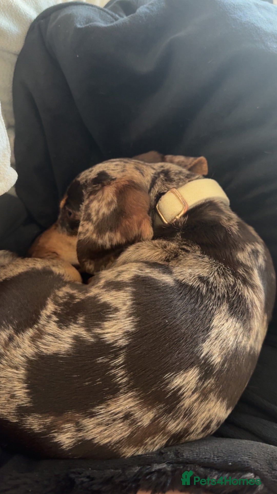 Miniature Dachshund dogs for sale: 10 month miniature dachshund  - Image 3