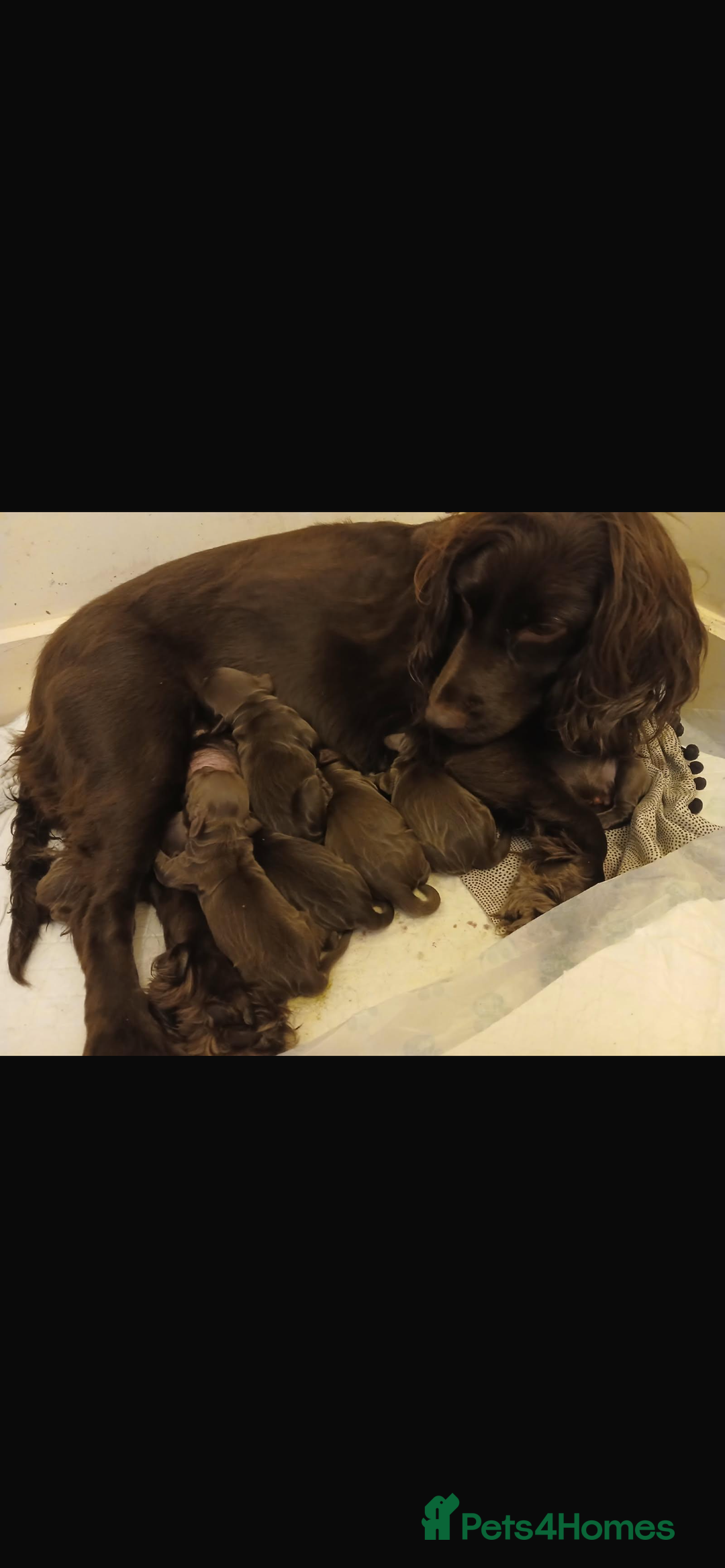 Cocker Spaniel dogs for sale: Chocolate working cocker spaniel puppies - Image 2