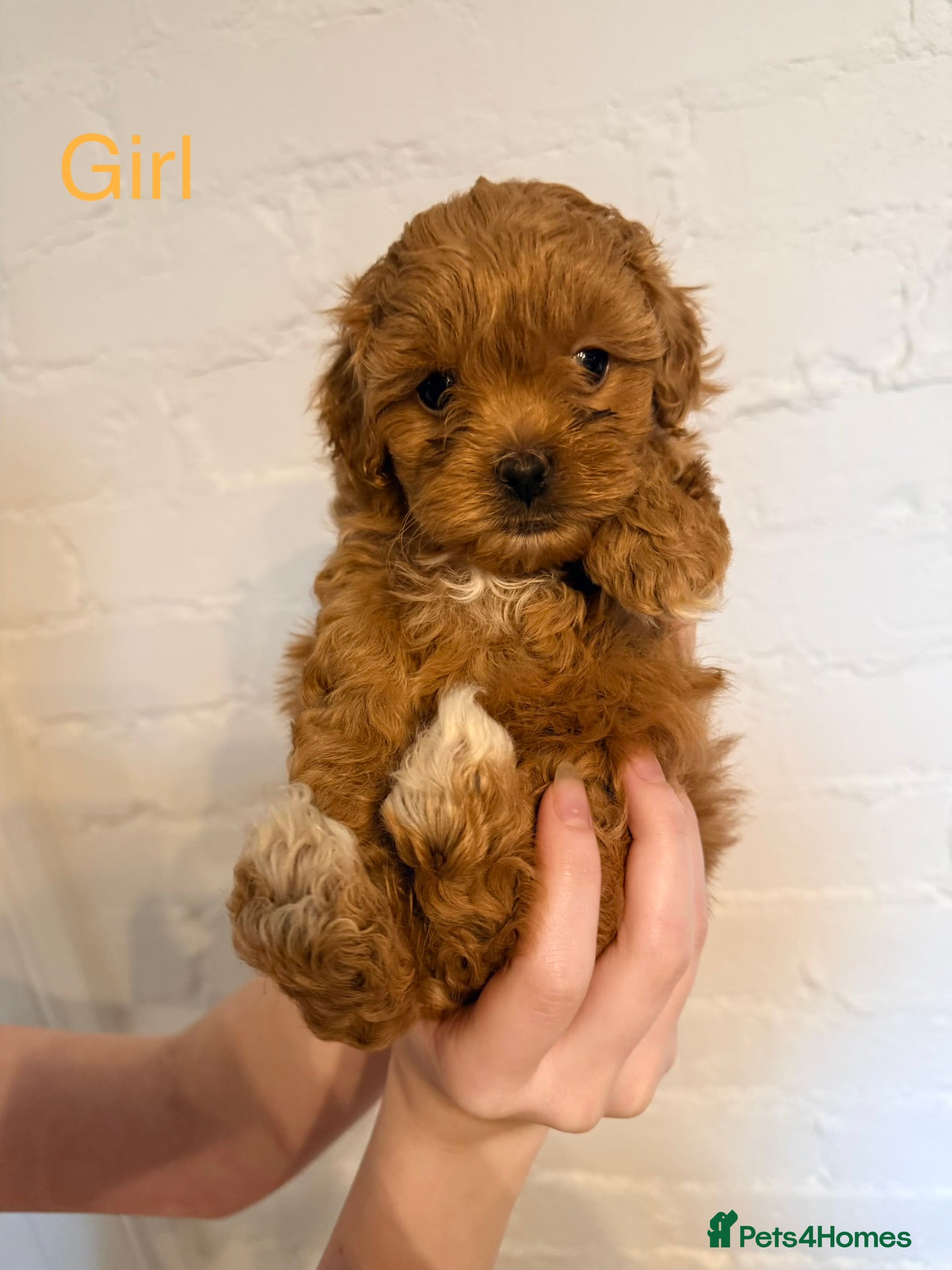 Lhasapoo dogs Lhasapoo pups (last female) doodles - Advert 1